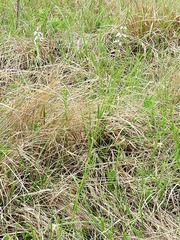 Stachys nigricans