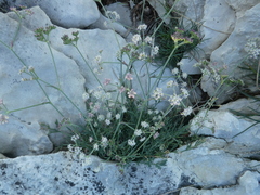 Apiaceae