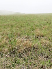 Stachys nigricans