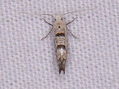 Argyresthia austerella