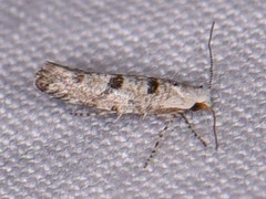 Argyresthia austerella