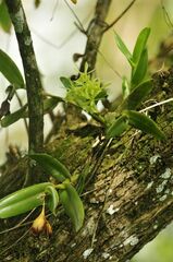 Epidendrum difforme