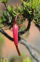 Erica plukenetii