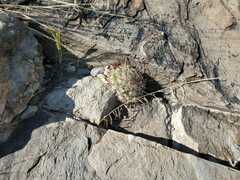 Mammillaria grahamii