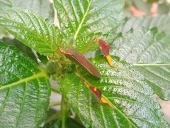 Anisoscelis scutellaris