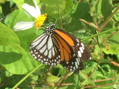 Danaus melanippus hegesippus