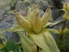 Gentiana punctata
