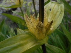Gentiana punctata