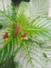 Anisoscelis scutellaris