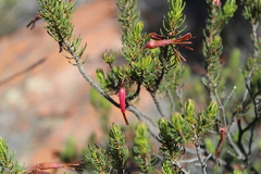 Erica plukenetii