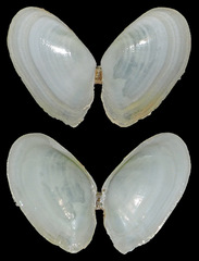 Tellinidae