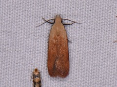 Anacampsis fullonella