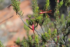 Erica plukenetii