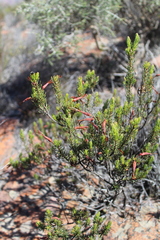 Erica plukenetii