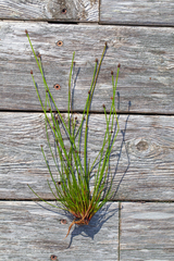Eleocharis ovata