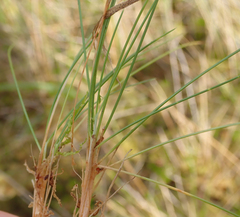 Avenella flexuosa