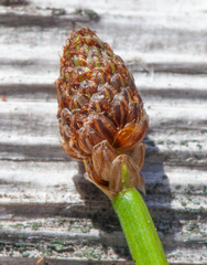 Eleocharis ovata