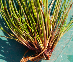 Eleocharis ovata