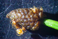 Eleocharis ovata