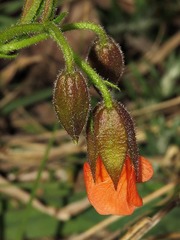 Hermannia cristata image