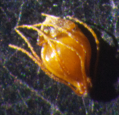 Eleocharis ovata