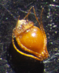 Eleocharis ovata