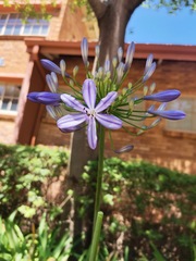 Agapanthus praecox