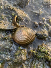 Clinocardium nuttallii