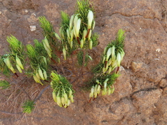 Erica plukenetii