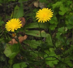 Hypochaeris radicata