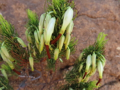 Erica plukenetii
