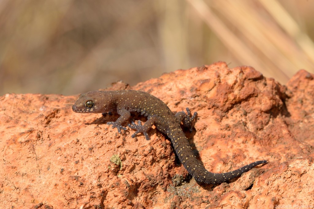 Cape Thick-toed Gecko (Pachydactylus 