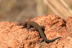 Pachydactylus capensis