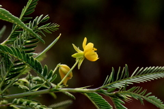 Chamaecrista comosa