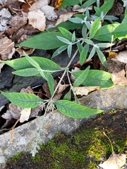 Buddleja davidii