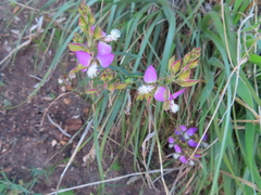 Polygala bracteolata