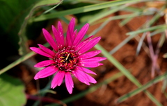 Gerbera viridifolia