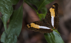 Adelpha