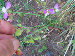 Polygala bracteolata