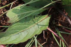 Gerbera viridifolia