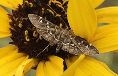 Diathrausta