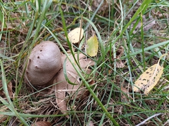 Myriostoma coliforme