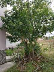Viburnaceae