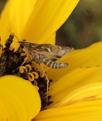 Diathrausta