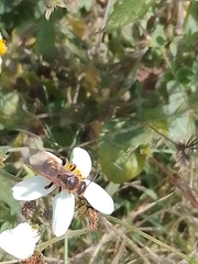 Xanthocampsomeris completa