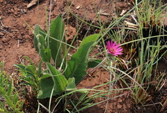 Gerbera viridifolia