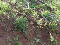 Knowltonia anemonoides