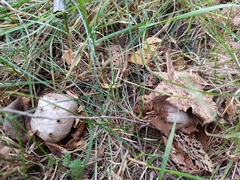 Myriostoma coliforme