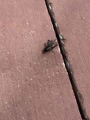 Gryllodes sigillatus