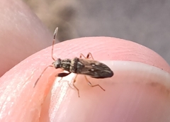 Pseudopachybrachius basalis